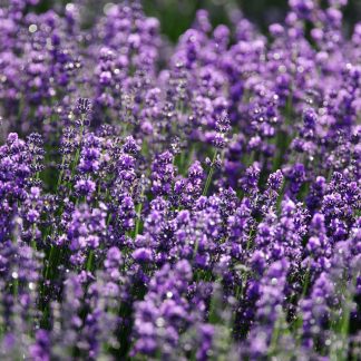 Lavender Coffee